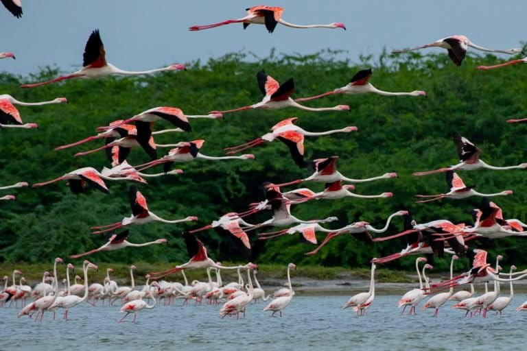 Flamingos in Mannar 3