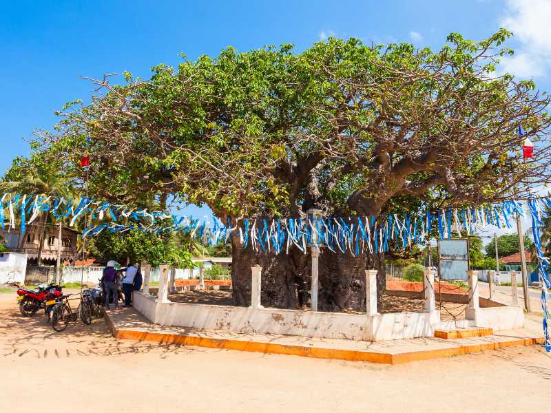 Baobab trees in Mannar