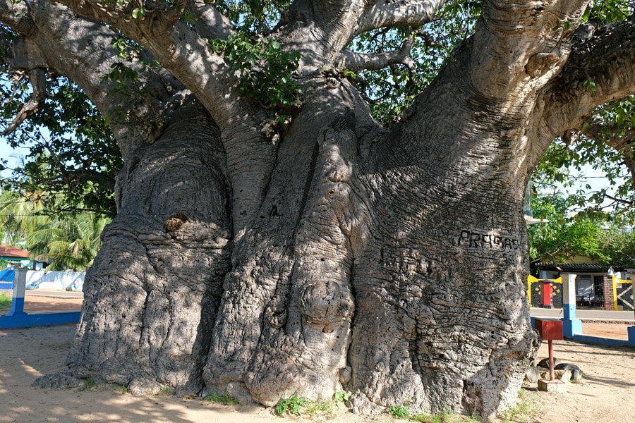 Pallimununai Baobab Tree Trunk